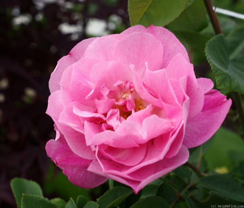 'Ornament des Bosquets' rose photo