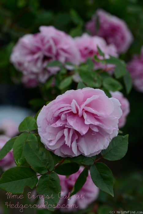 'Madame Ernest Calvat' rose photo