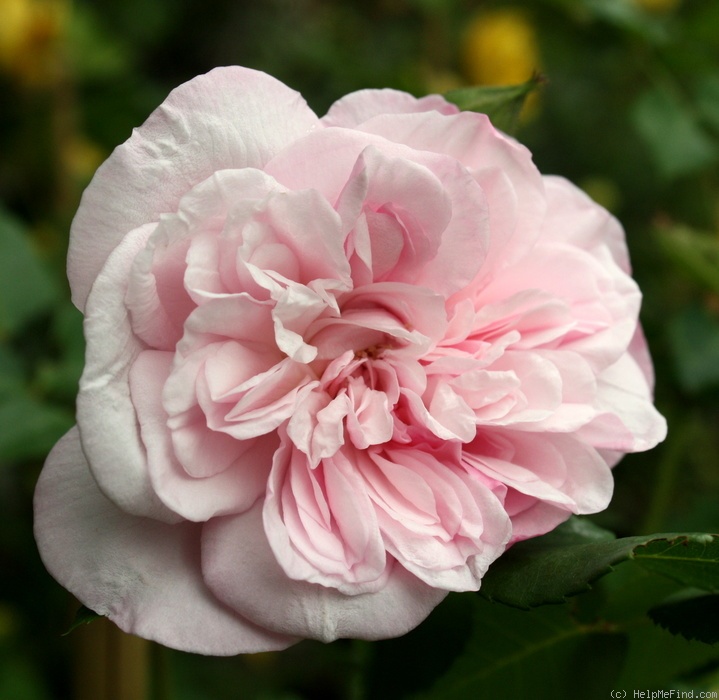 'Garisenda' rose photo