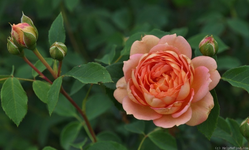 'Lady of Shalott ®' rose photo