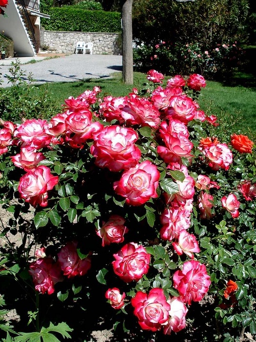 'Jubilé du Prince de Monaco ®' rose photo