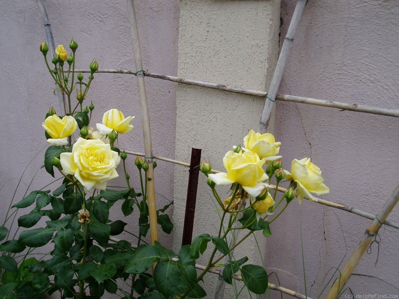 'Casino ®' rose photo