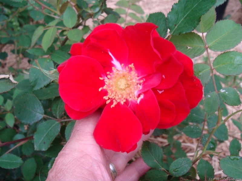 'C4103' rose photo