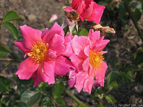 'Anne Vanderbilt' rose photo