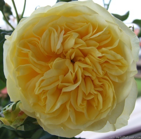 'Sunlight Romantica' rose photo