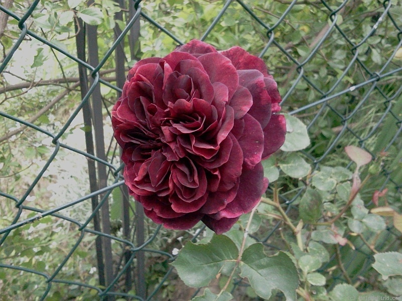 'Tradescant' rose photo