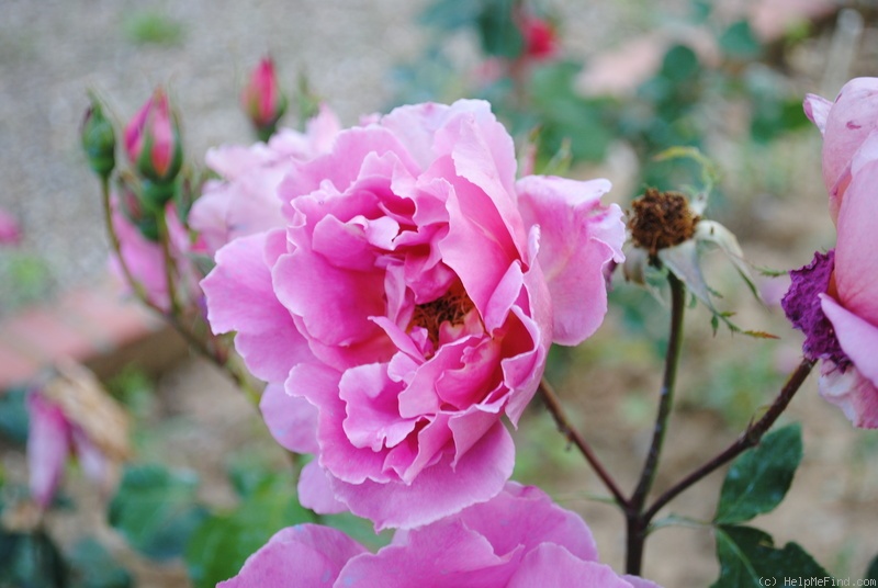 'Fulvia' rose photo