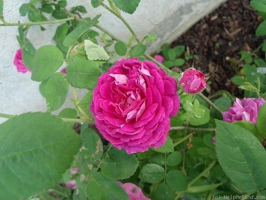 'The Bishop (gallica, Unknown 1790)' rose photo