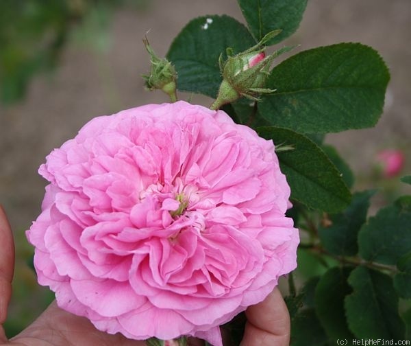 'Fanny Bias' rose photo