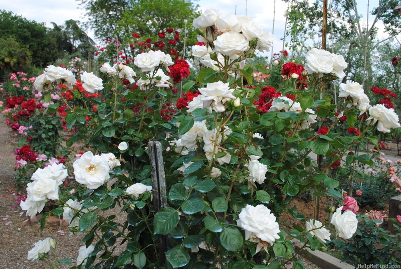 'White Cockade' rose photo