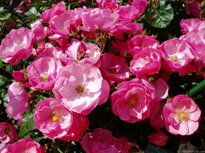 'Angela ® (floribunda, Kordes, 1975/84)' rose photo