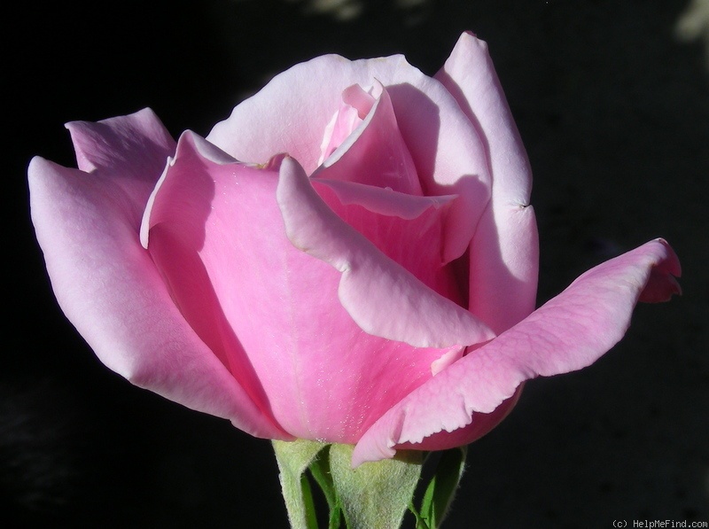 'Shunpo' rose photo