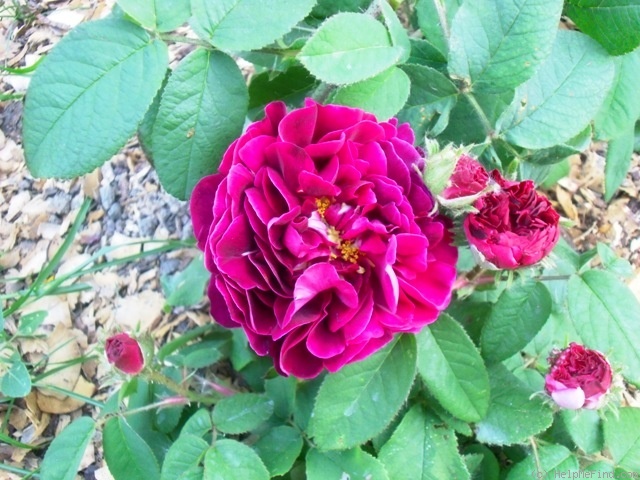 'Tuscany Superb' rose photo