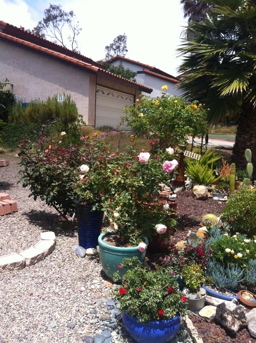 'Our Retirement Rose Garden'  photo