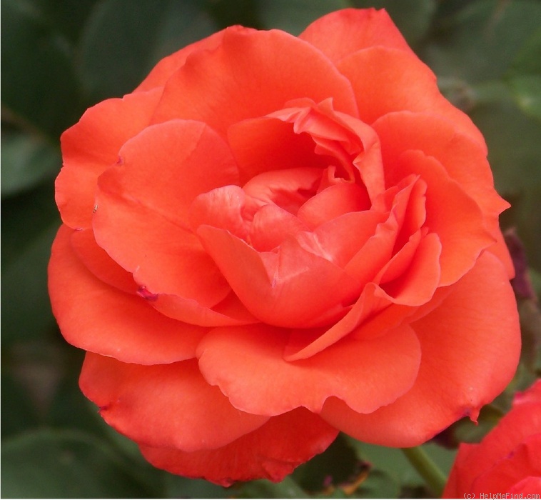 'Picante' rose photo