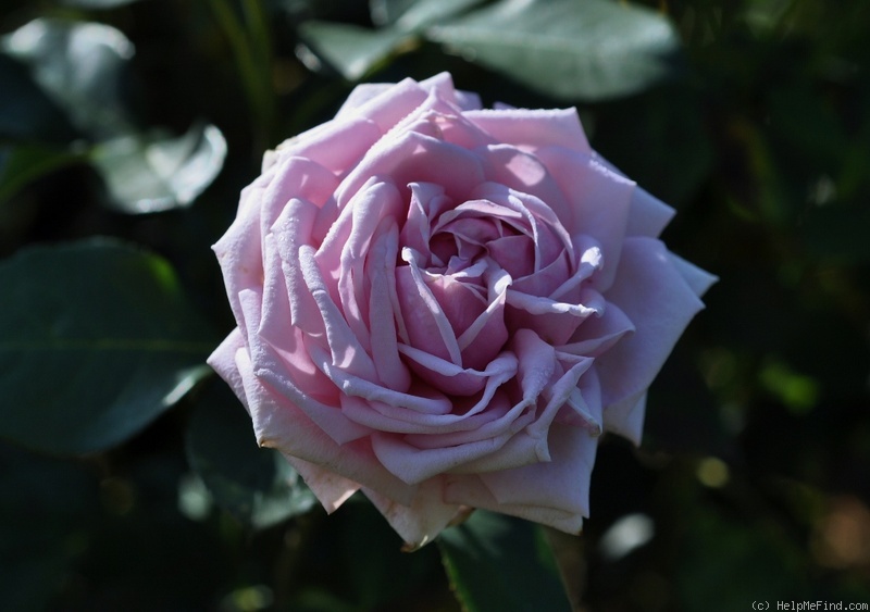 'Stunning™ (hybrid tea, Olesen/Poulsen, 2003)' rose photo