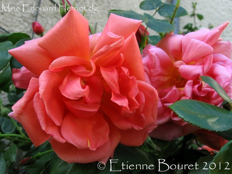 'Madame Edouard Herriot, Cl.' rose photo
