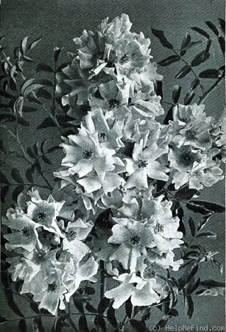 'Paradise (rambler, Walsh, 1907)' rose photo