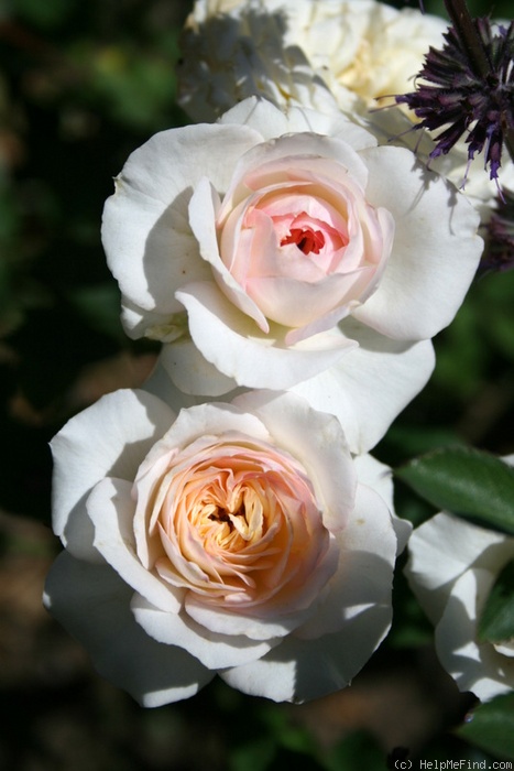 'Yantai' rose photo