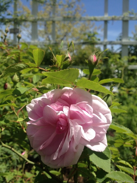 'Prudence Roeser' rose photo