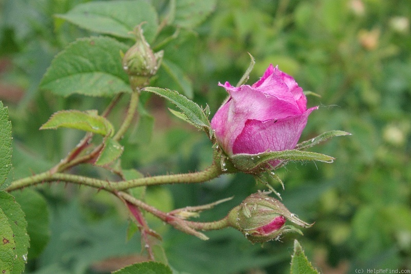 'Fanny Bias' rose photo