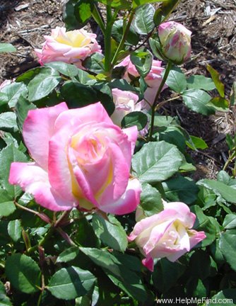 'French Perfume' rose photo