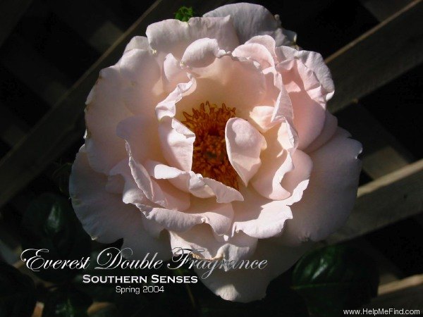 'Everest Double Fragrance (floribunda, Beales 1975)' rose photo