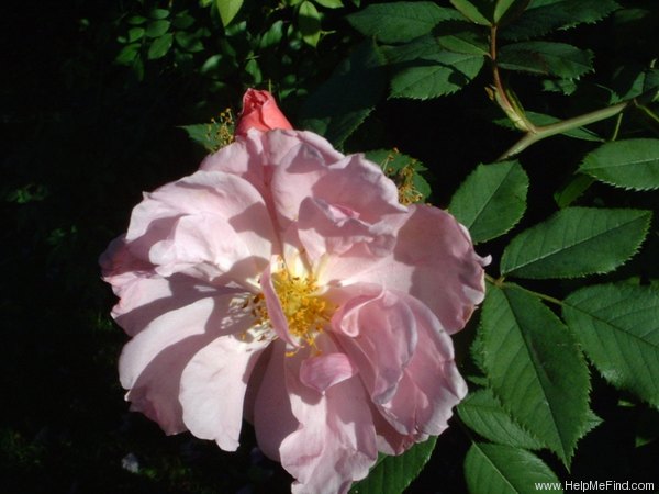 'Applejack (shrub, Buck, 1962/73)' rose photo