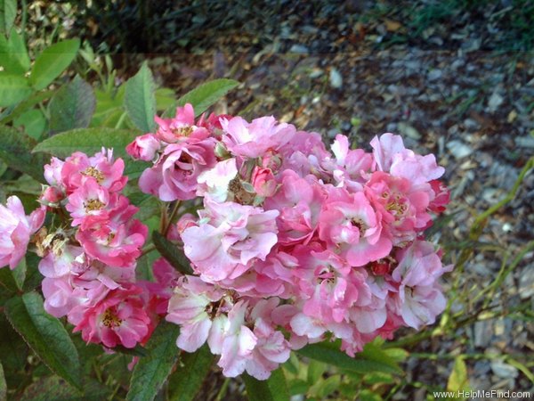 'Belinda (Hybrid Musk, Bentall, 1936)' rose photo