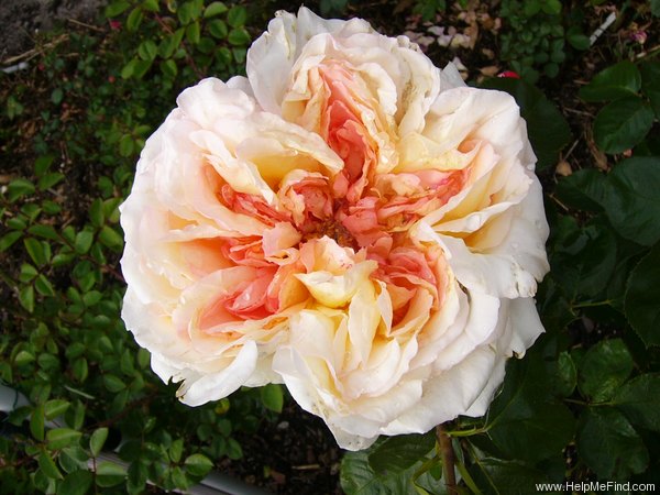 'Alphonse Daudet ®' rose photo