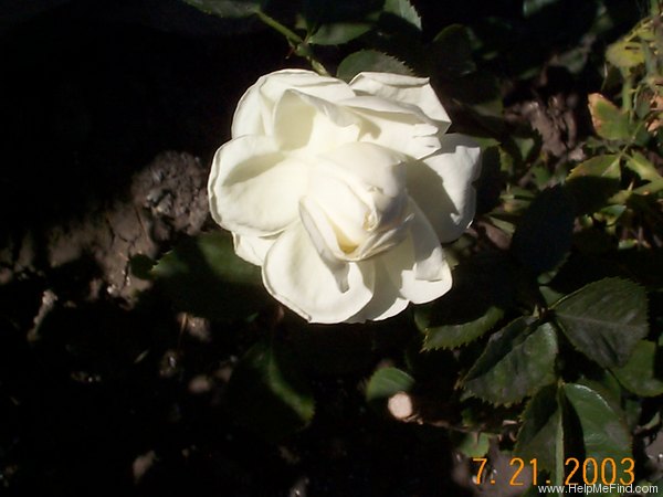 'Markham Maiden' rose photo