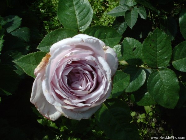 'Bering Renaissance ™' rose photo