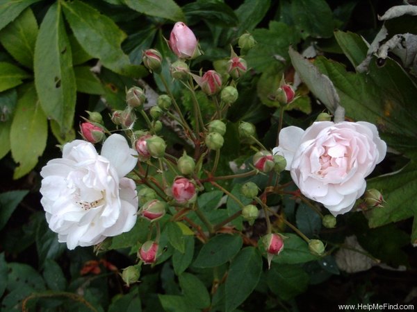 'Rosier de Phillipe Noisette' rose photo