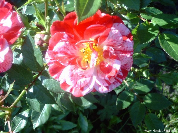 'Candy Cover ™' rose photo
