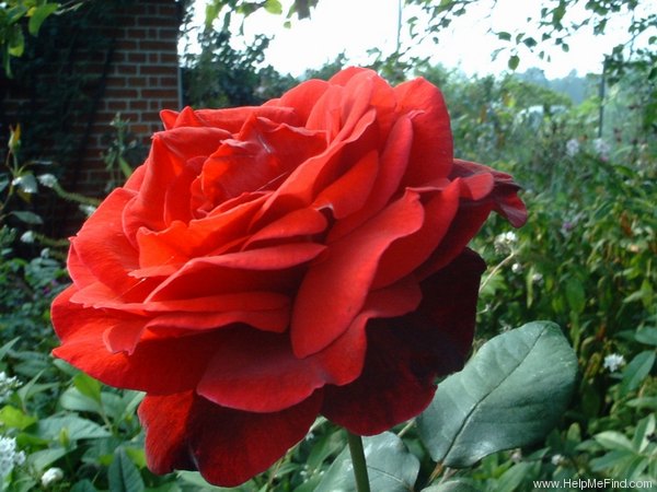 'Erotica' rose photo