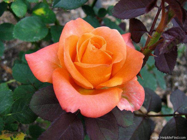 'Tropical Amazone ™' rose photo