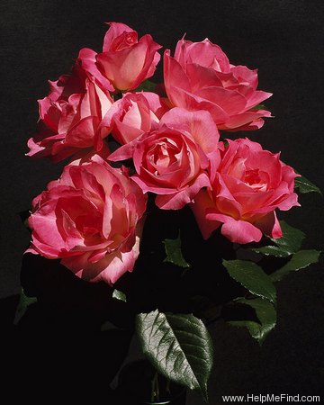 'Ingrid Mander-Fuchs' rose photo