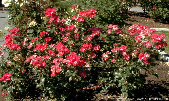 'Scarlet Pearl' rose photo