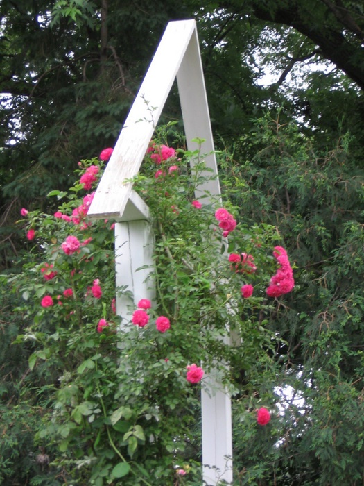 'Dorothy Perkins' rose photo