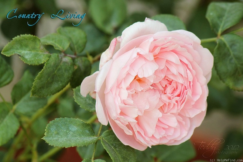 'Country Living' rose photo