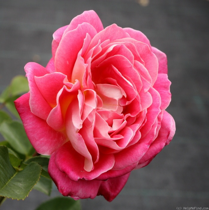 'Romanina (floribunda, Zandri, 1974)' rose photo