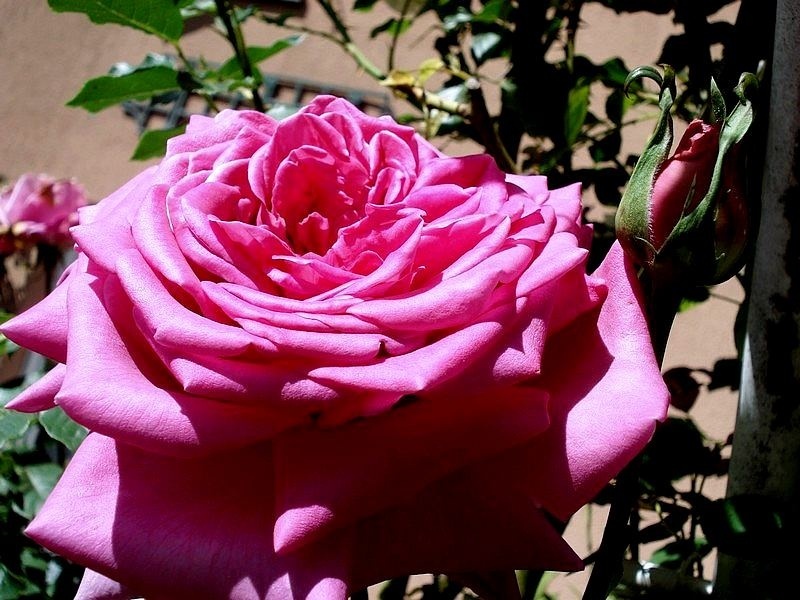 'Senteur Royale (hybrid tea, Evers/Tantau, 1986)' rose photo