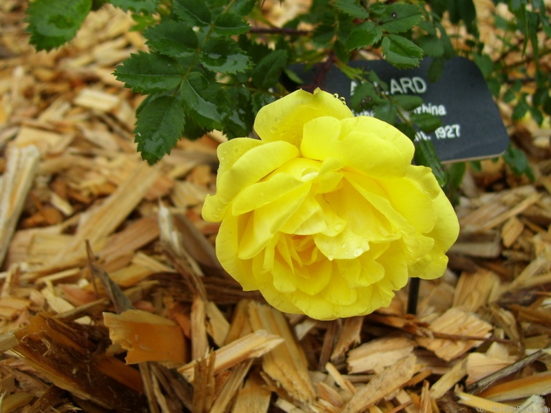 'Allard' rose photo