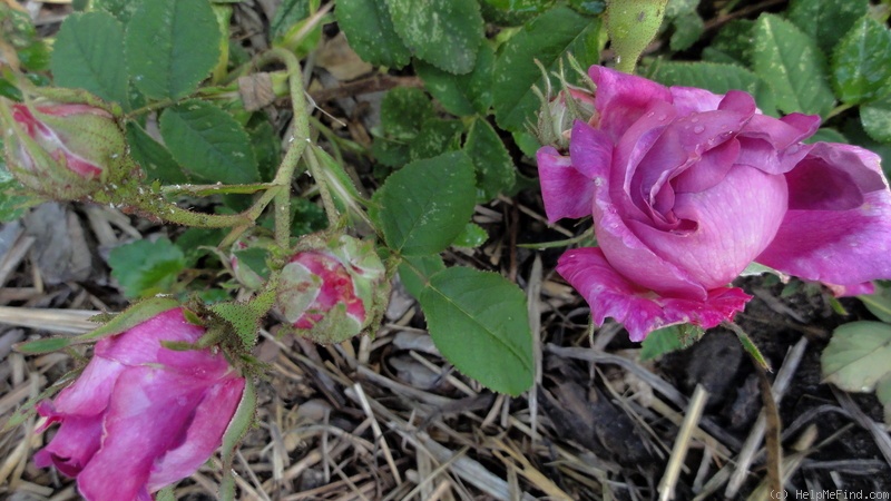 'Le Météore (Gallica, Roeser, pre 1829)' rose photo