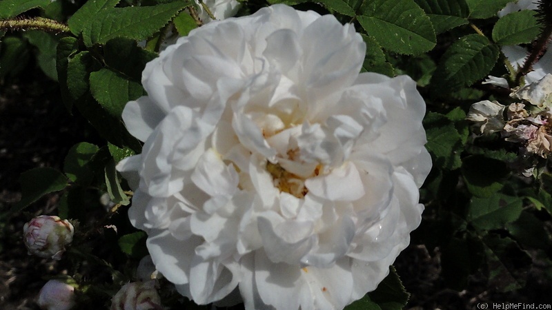 'Comtesse de Murinais (moss, Vibert, 1842)' rose photo