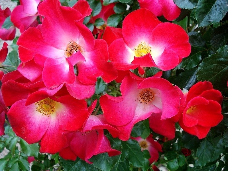 'Red Cottage' rose photo