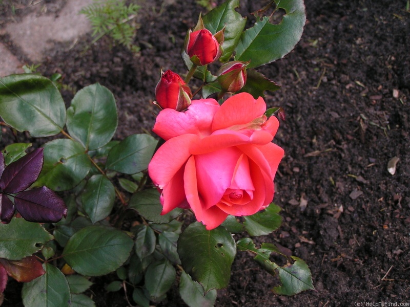 'Piccolo ® (floribunda, Tantau, 1984)' rose photo