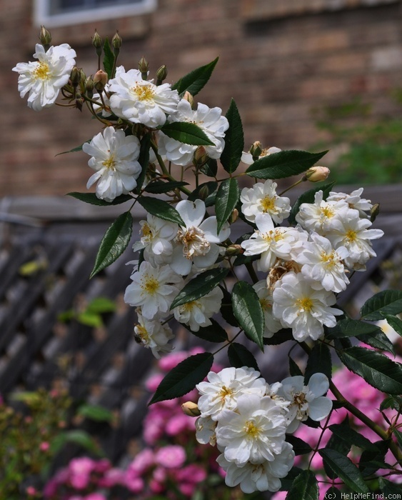 'Snow Goose' rose photo