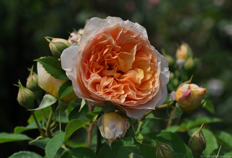 'Froufroutante Jackie ®' rose photo