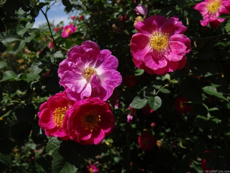 'Edith Bellenden' rose photo